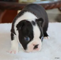 Davy, a male Boston Terrier for sale in Dallas, TX – 10 of 10