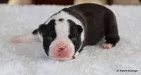 Davy, a male Boston Terrier for sale in Dallas, TX – 9 of 10