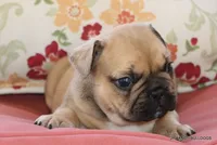 Chipper, a male French Bulldog for sale in Dallas, TX – 9 of 10