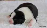 Elliot, a male Boston Terrier for sale in Dallas, TX – 10 of 10