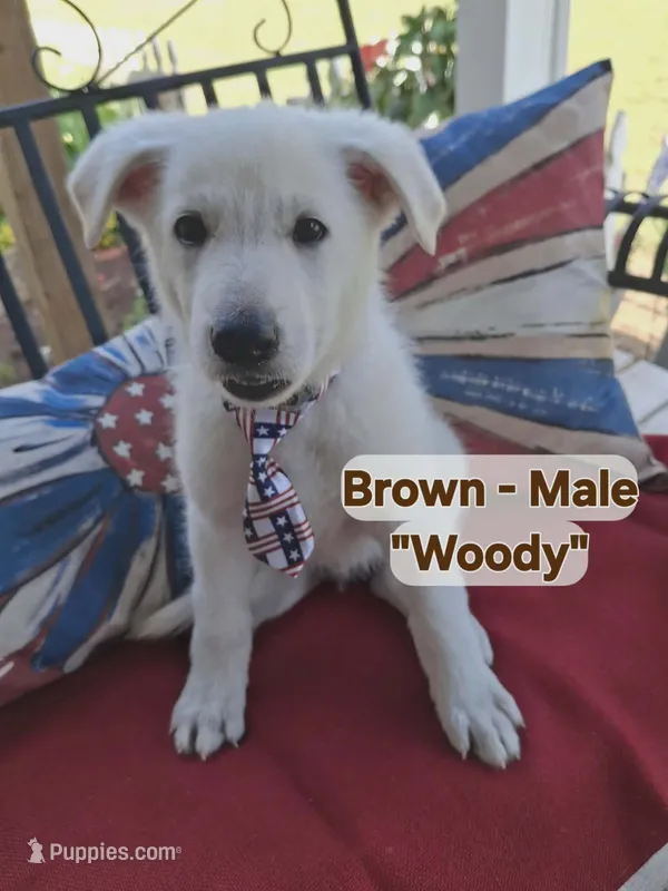 Woody – German Shepherd Dog puppy for sale in Fremont, NC