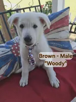 Woody, a male German Shepherd Dog for sale in Fremont, NC – 1 of 1