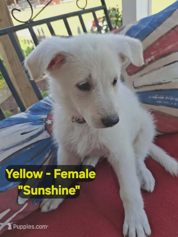 Sunshine – German Shepherd Dog puppy for sale in Fremont, NC