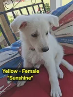 Sunshine, a female German Shepherd Dog for sale in Fremont, NC – 1 of 1