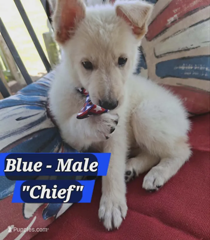 Chief – German Shepherd Dog puppy for sale in Fremont, NC