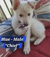 Chief, a male German Shepherd Dog for sale in Fremont, NC – 1 of 1