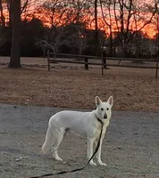 Julius , a male German Shepherd Dog for sale in Fremont, NC – 4 of 4
