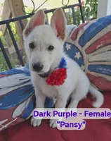 Pansy (Dark Purple), a female German Shepherd Dog for sale in Fremont, NC – 1 of 4
