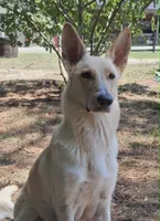Julius , a male German Shepherd Dog for sale in Fremont, NC – 3 of 4