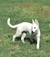 Lemonade 🍋, a female German Shepherd Dog for sale in Fremont, NC – 3 of 4