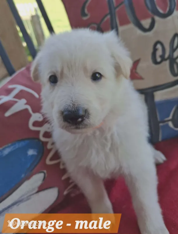 Julius  – German Shepherd Dog puppy for sale in Fremont, NC