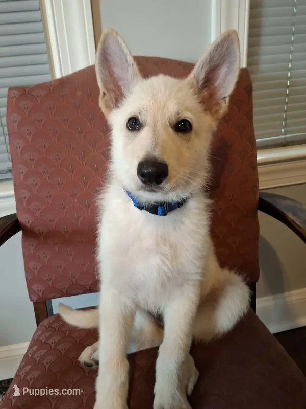 Chief – German Shepherd Dog puppy for sale in Fremont, NC