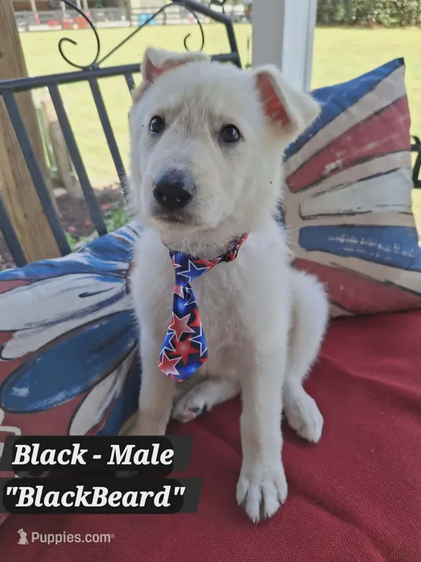 Black Beard – German Shepherd Dog puppy for sale in Fremont, NC