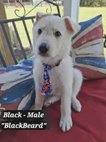 Black Beard, a male German Shepherd Dog for sale in Fremont, NC – 1 of 4