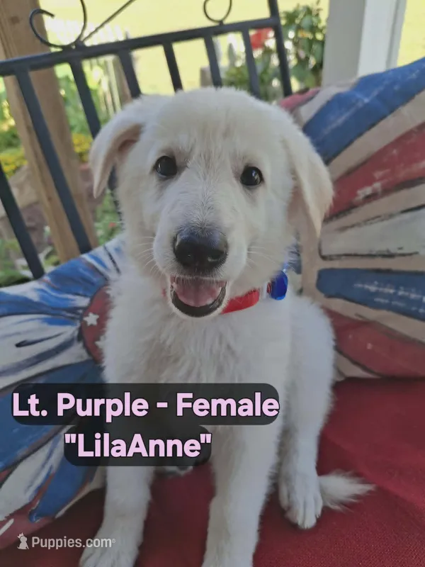 LilaAnne – German Shepherd Dog puppy for sale in Fremont, NC
