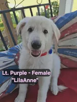 LilaAnne, a female German Shepherd Dog for sale in Fremont, NC – 1 of 3