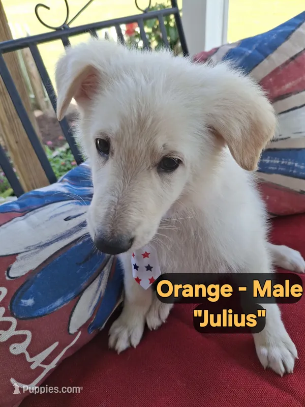 Julius – German Shepherd Dog puppy for sale in Fremont, NC
