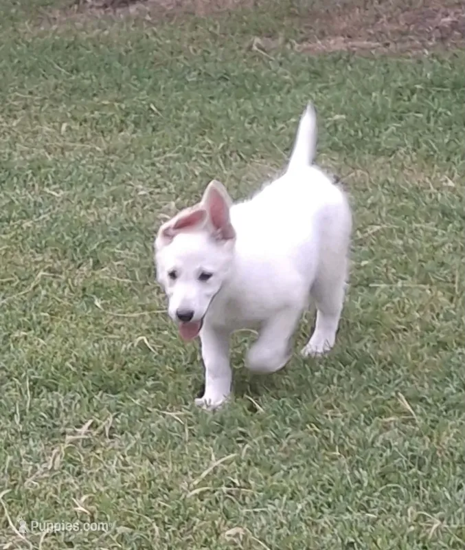 Al Capone – German Shepherd Dog puppy for sale in Fremont, NC