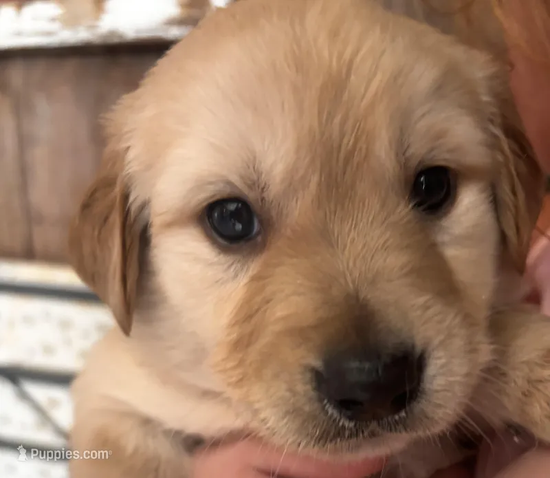 Zuma – Golden Retriever puppy for sale in Colorado Springs, CO
