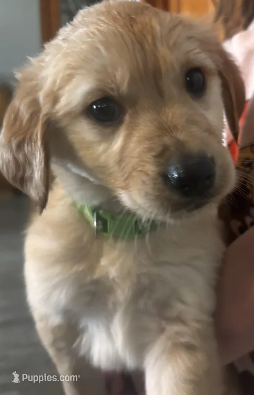 Zuma – Golden Retriever puppy for sale in Colorado Springs, CO