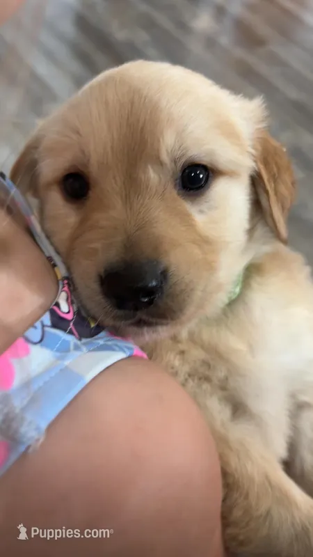 Zuma – Golden Retriever puppy for sale in Colorado Springs, CO