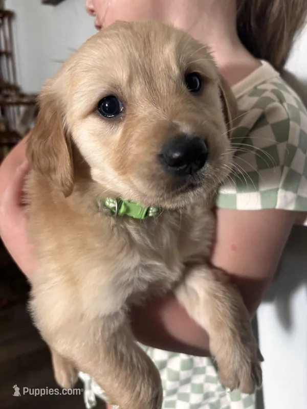Zuma – Golden Retriever puppy for sale in Colorado Springs, CO