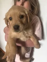 Rita , a female Golden Retriever for sale in Colorado Springs, CO – 1 of 5