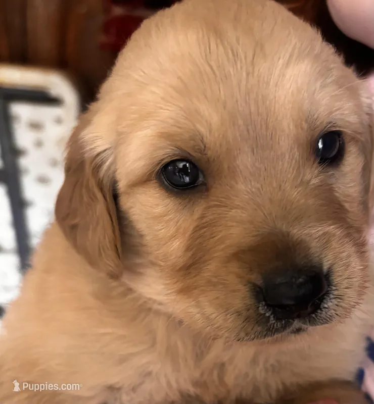 Rita  – Golden Retriever puppy for sale in Colorado Springs, CO