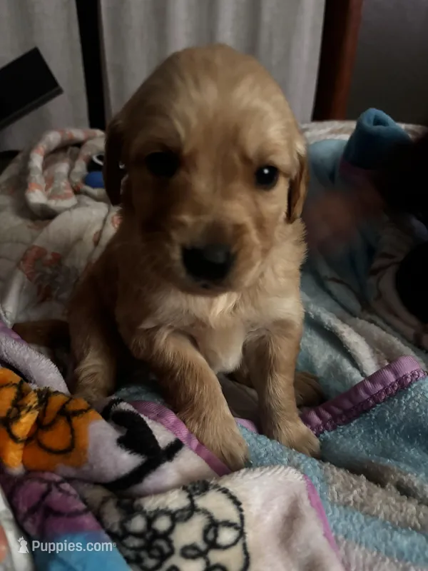 Rita  – Golden Retriever puppy for sale in Colorado Springs, CO