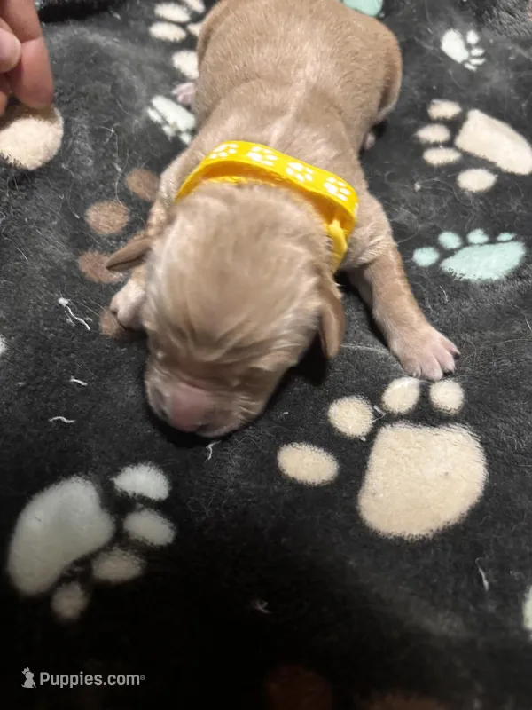 Rita  – Golden Retriever puppy for sale in Colorado Springs, CO