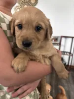 Rita , a female Golden Retriever for sale in Colorado Springs, CO – 2 of 5