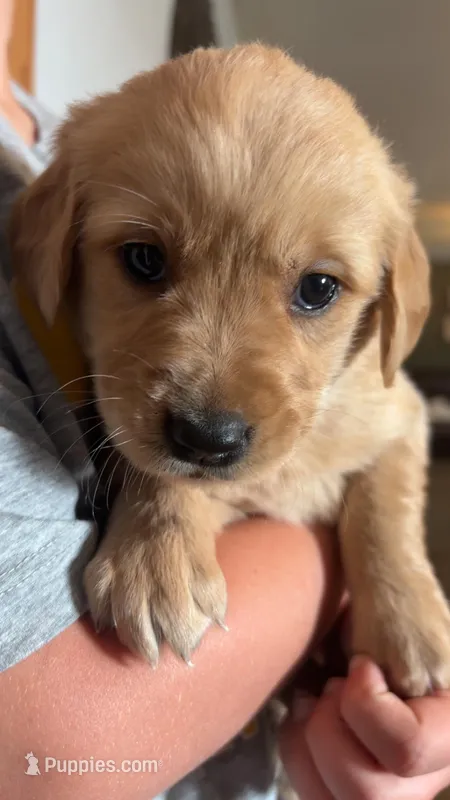 Rita  – Golden Retriever puppy for sale in Colorado Springs, CO