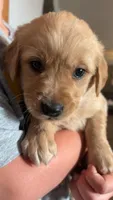 Rita , a female Golden Retriever for sale in Colorado Springs, CO – 4 of 5