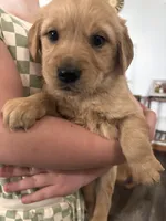 Rita , a female Golden Retriever for sale in Colorado Springs, CO – 3 of 5
