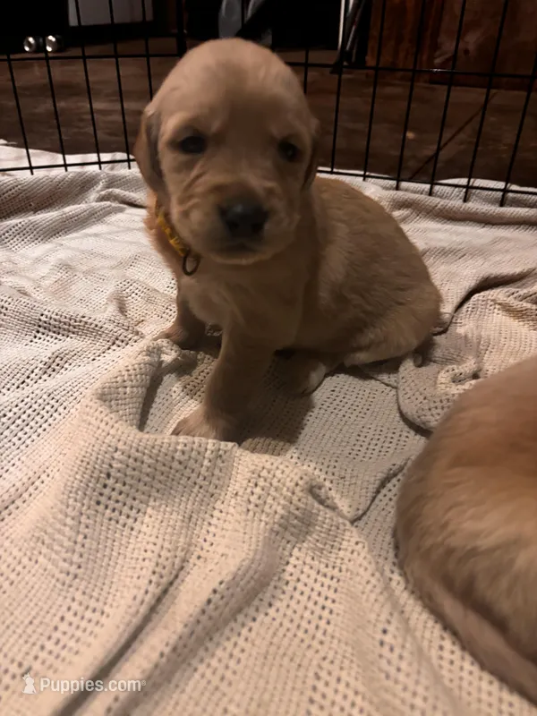 Rita  – Golden Retriever puppy for sale in Colorado Springs, CO