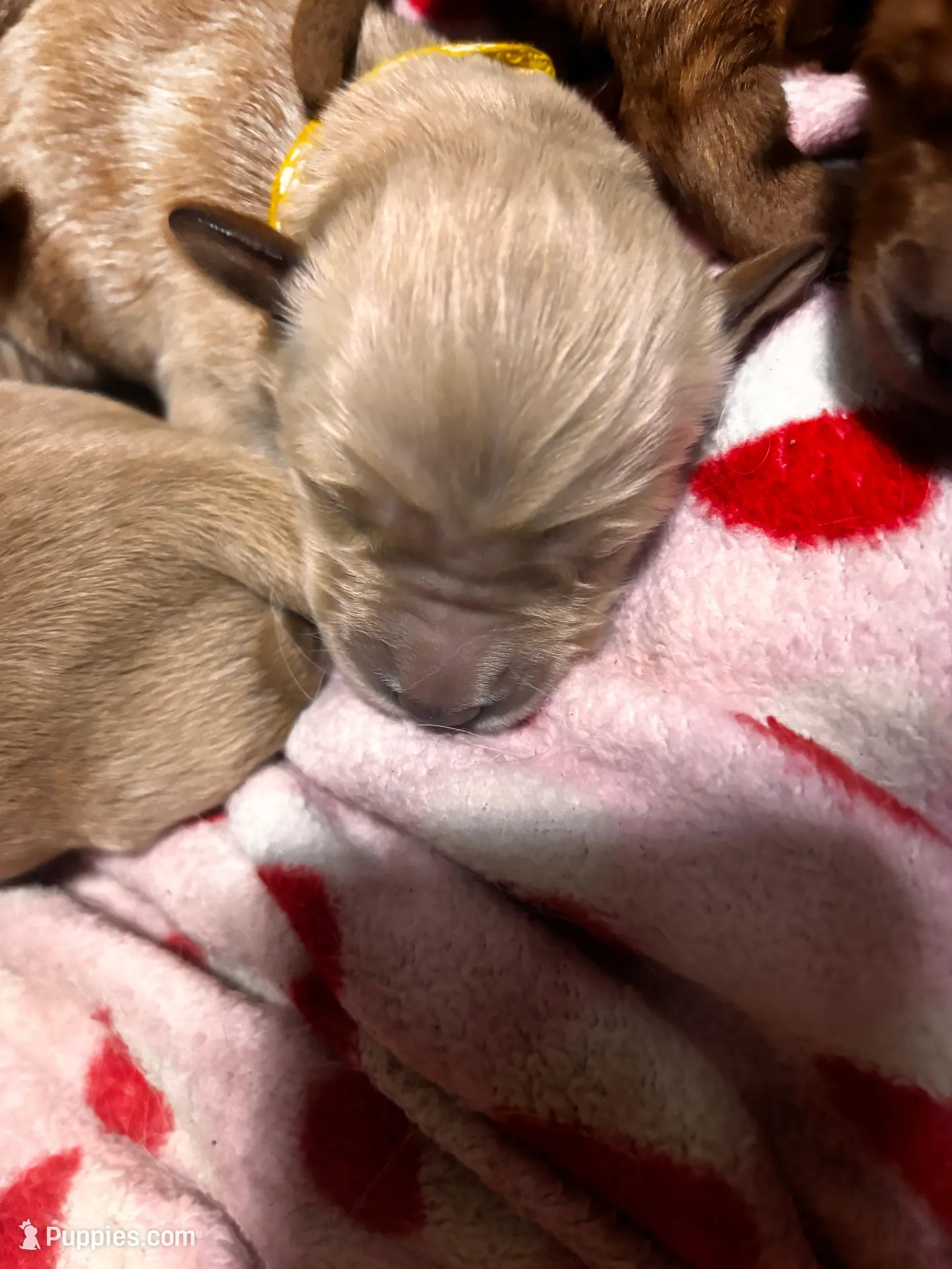 Rita  – Golden Retriever puppy for sale in Denver, CO