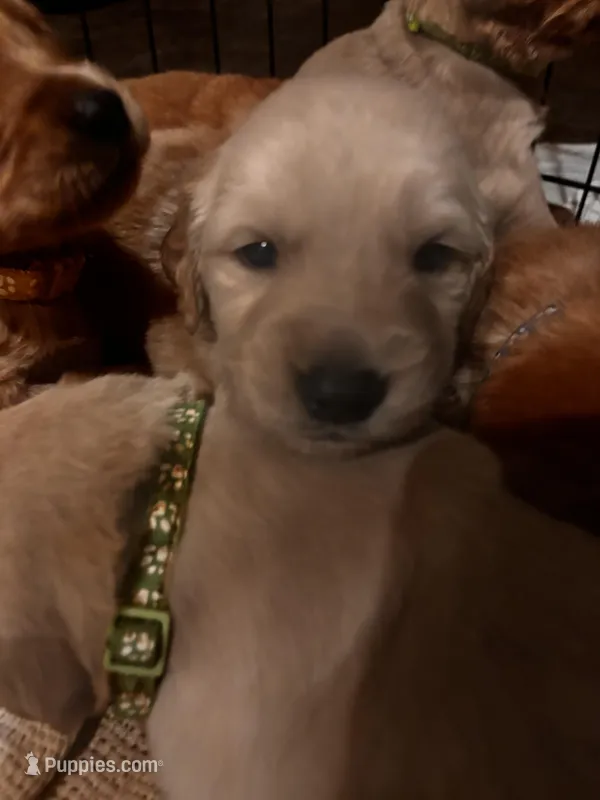 Chase – Golden Retriever puppy for sale in Colorado Springs, CO