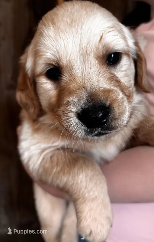 Chase – Golden Retriever puppy for sale in Colorado Springs, CO