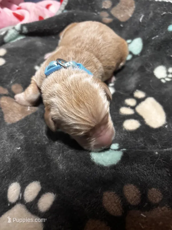 Walter – Golden Retriever puppy for sale in Colorado Springs, CO