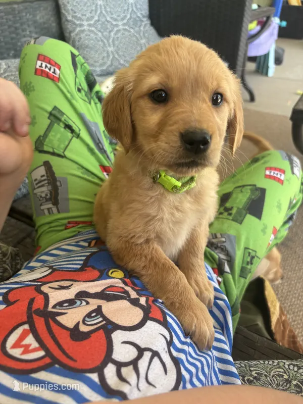 Rita  – Golden Retriever puppy for sale in Colorado Springs, CO