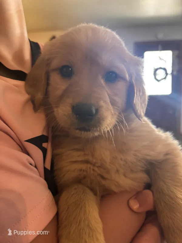 Marshall – Golden Retriever puppy for sale in Colorado Springs, CO