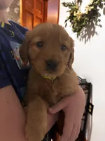 Tiana, a female Golden Retriever for sale in Colorado Springs, CO – Photo 1 of 8