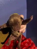 Tiana, a female Golden Retriever for sale in Colorado Springs, CO – Photo 5 of 8