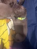 Tiana, a female Golden Retriever for sale in Colorado Springs, CO – Photo 4 of 8