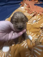 Tiana, a female Golden Retriever for sale in Colorado Springs, CO – Photo 3 of 8