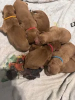 Tiana, a female Golden Retriever for sale in Colorado Springs, CO – Photo 6 of 8