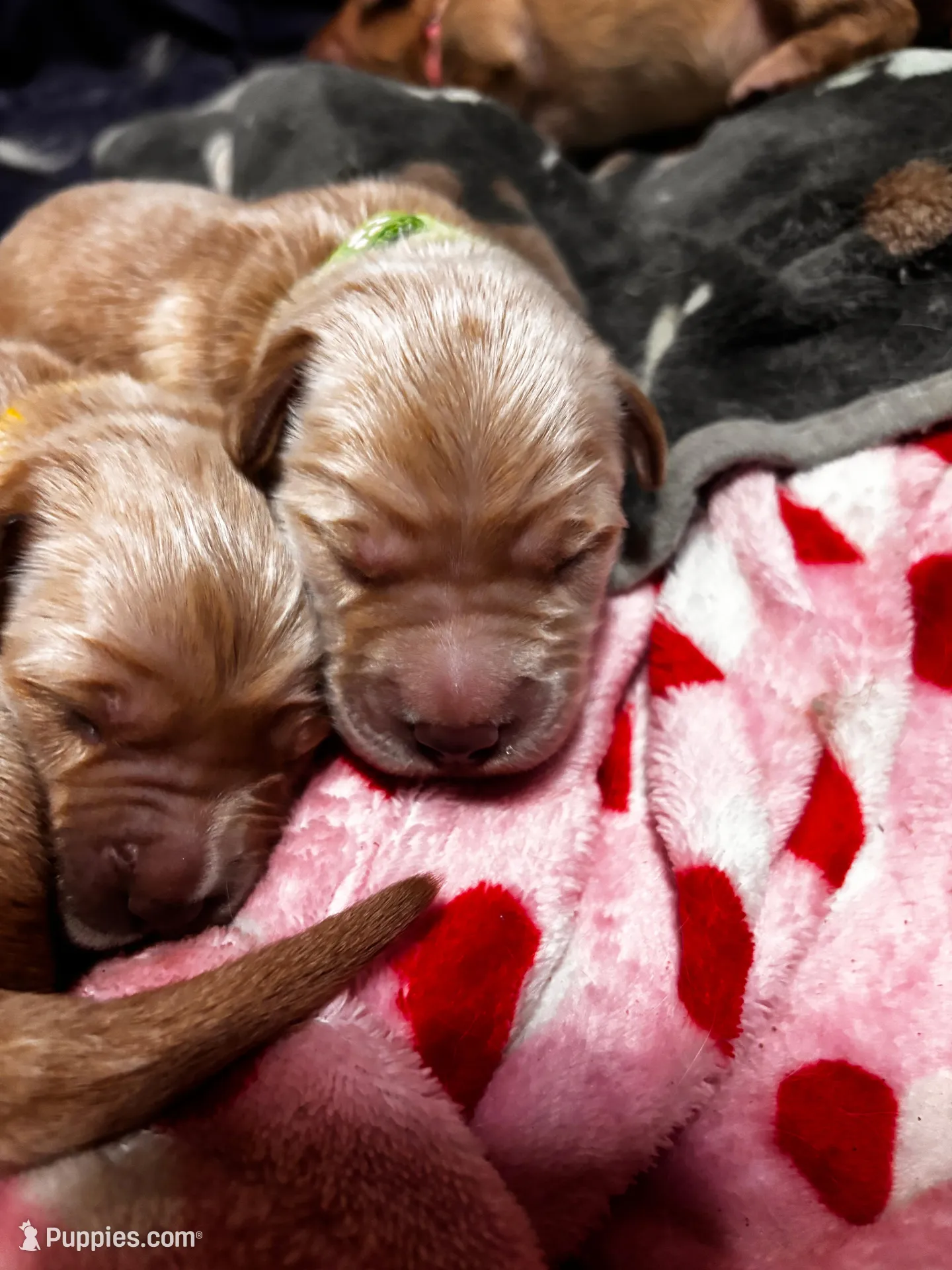 Zuma – Golden Retriever puppy for sale in Denver, CO