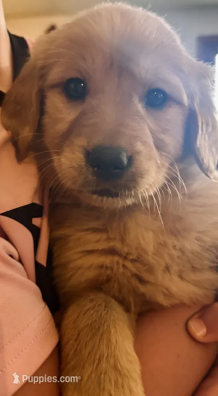 Marshall – Golden Retriever puppy for sale in Colorado Springs, CO