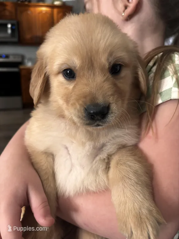 Everest – Golden Retriever puppy for sale in Colorado Springs, CO