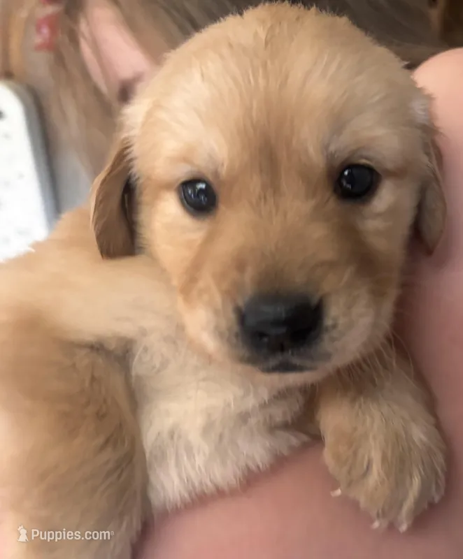 Everest – Golden Retriever puppy for sale in Colorado Springs, CO